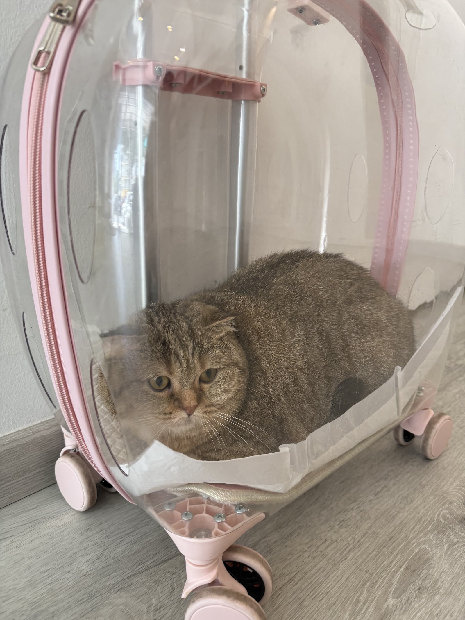 Petsarecute Damansara 4