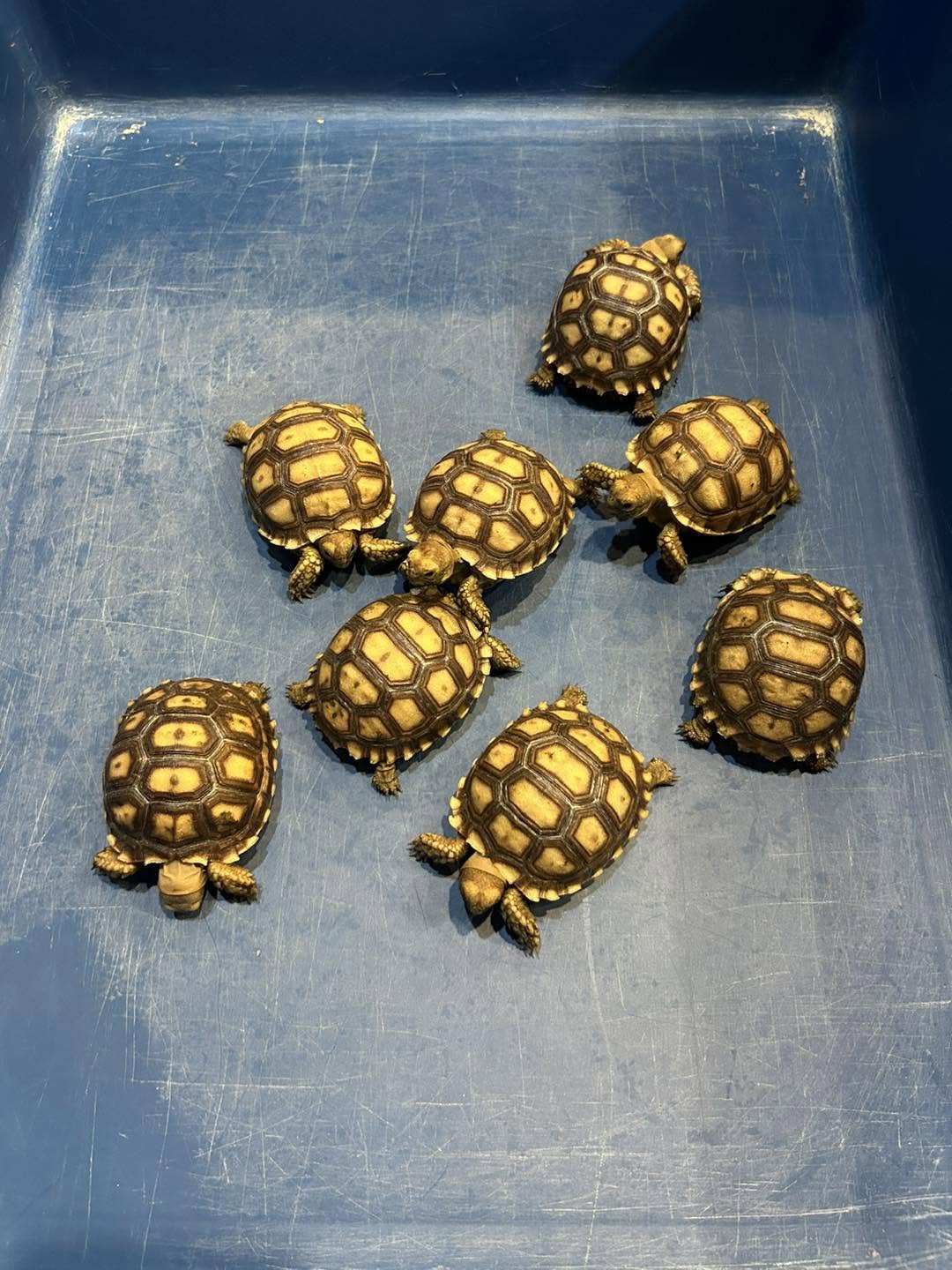 Petsarecute Damansara 5