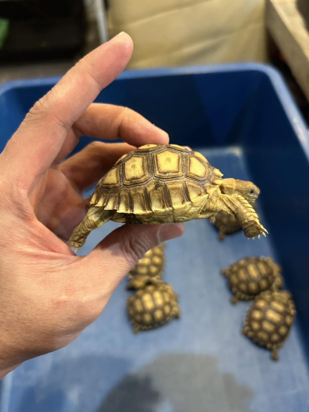 Petsarecute Damansara 7